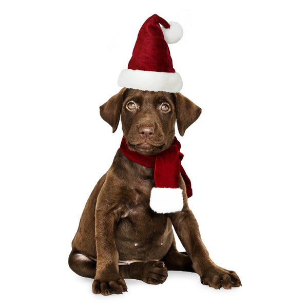 Holiday Pet Accessories Set – Festive Hats, Scarves & Bowties for Dogs