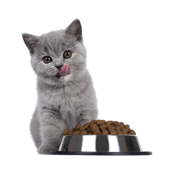 Premium Cat Food – Balanced Nutrition for Healthy Growth & Shiny Coat