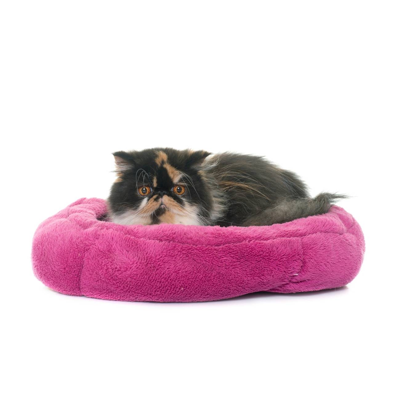 Plush Round Cat Bed – Soft, Cozy & Supportive Design