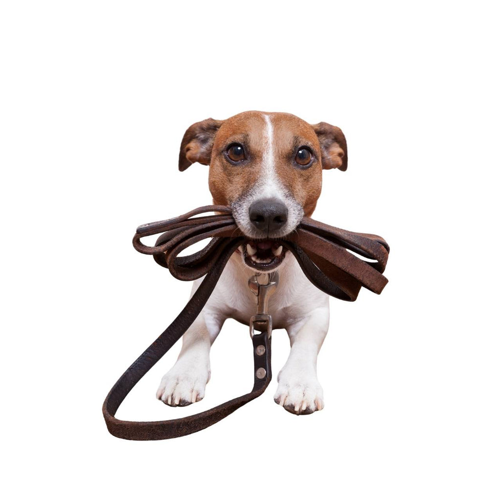 Adjustable Nylon Dog Leash – Durable & Comfortable for Daily Walks
