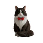 Dapper Pet Bow Tie Collar – Adjustable & Stylish