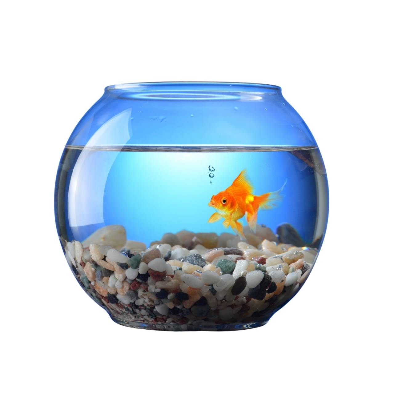 Desktop Glass Aquarium & Fish Bowl - For Bettas & Aquascaping