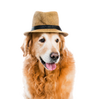 Cozy Cub Pet Beanie - StepByStep