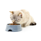 Dual Stainless Steel Pet Bowl – Food & Water Feeder Set