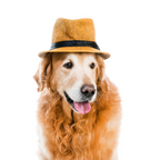 Cozy Cub Pet Beanie - StepByStep