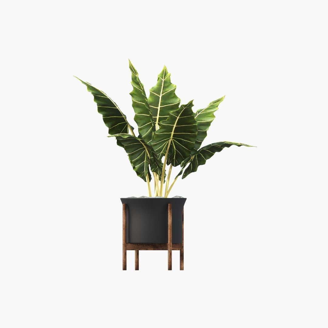 Verdant Aura Potted Indoor Plant Set