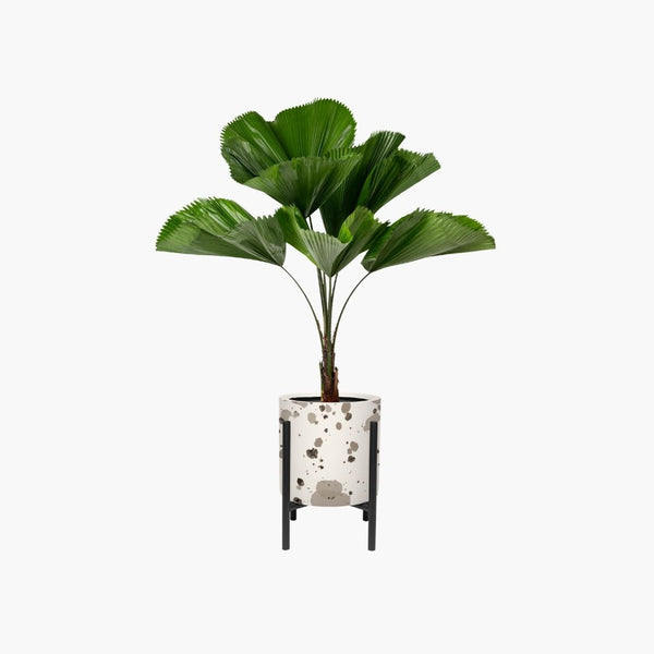 Verdant Aura Potted Indoor Plant Set