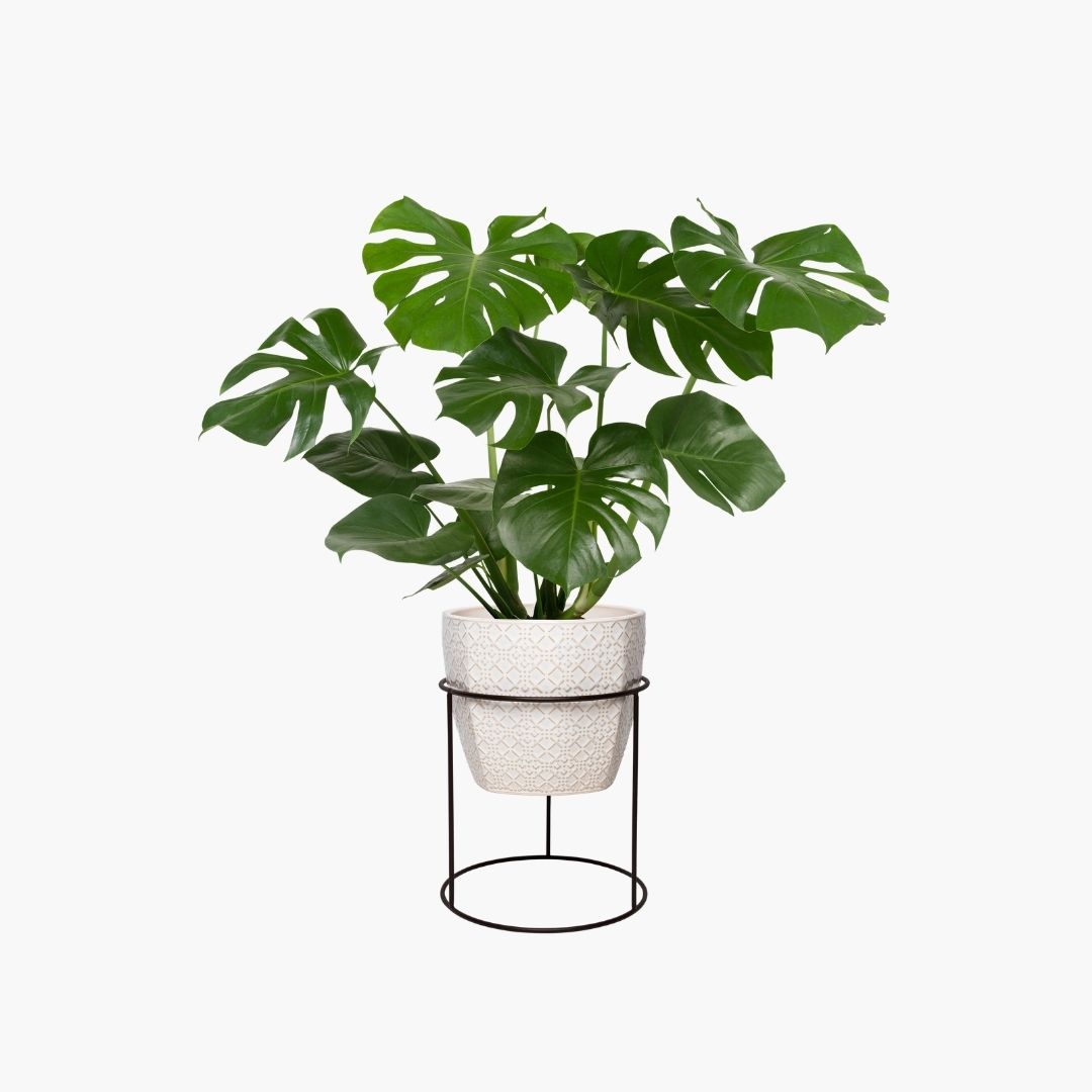 Verdant Aura Potted Indoor Plant Set