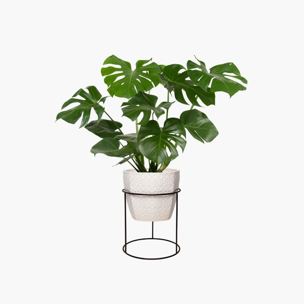 Verdant Aura Potted Indoor Plant Set