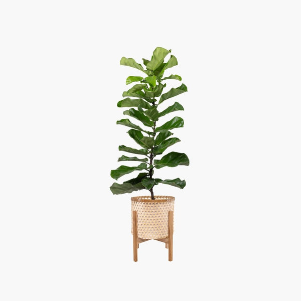 Verdant Aura Potted Indoor Plant Set