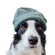 Cozy Cub Pet Beanie - StepByStep