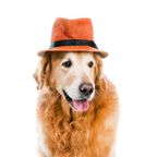 Cozy Cub Pet Beanie - StepByStep