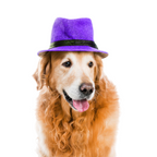 Cozy Cub Pet Beanie - StepByStep