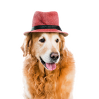 Cozy Cub Pet Beanie - StepByStep