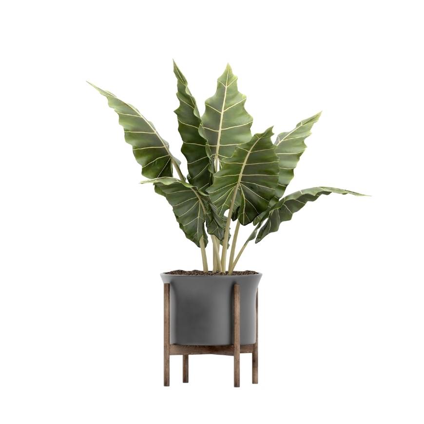 Decorative Indoor Potted Plant Collection