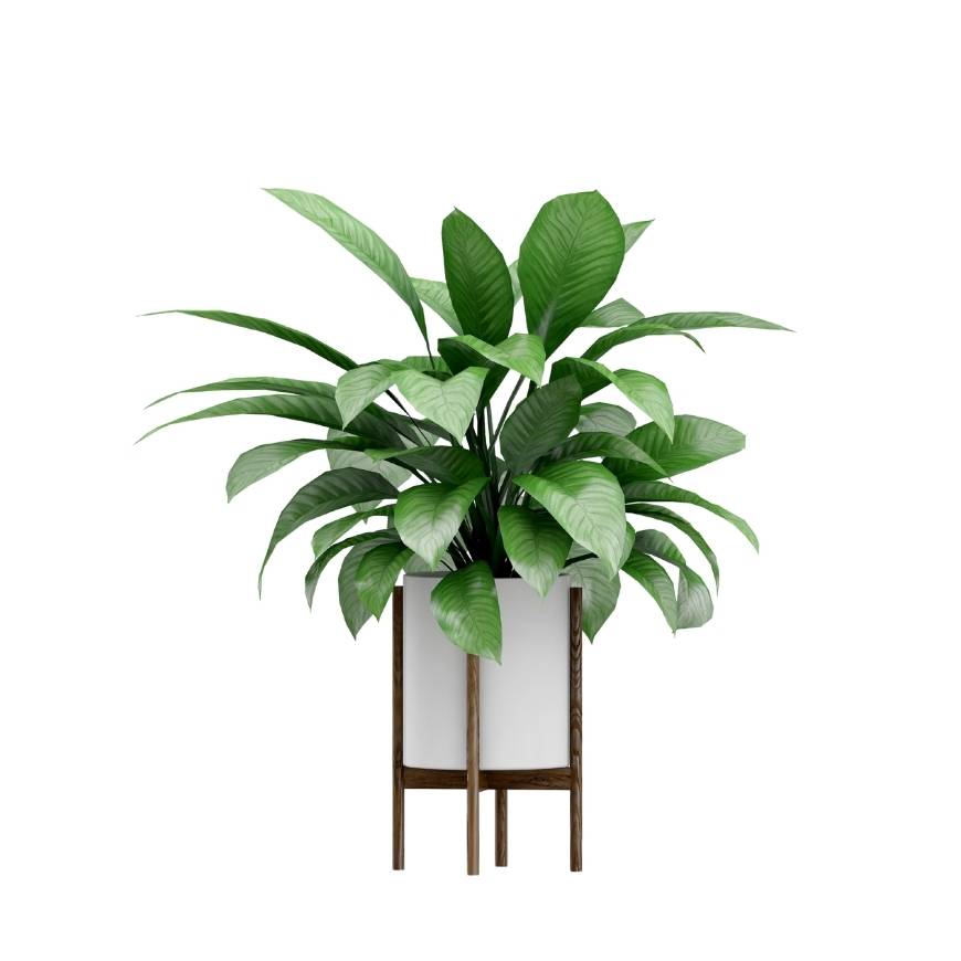 Decorative Indoor Potted Plant Collection