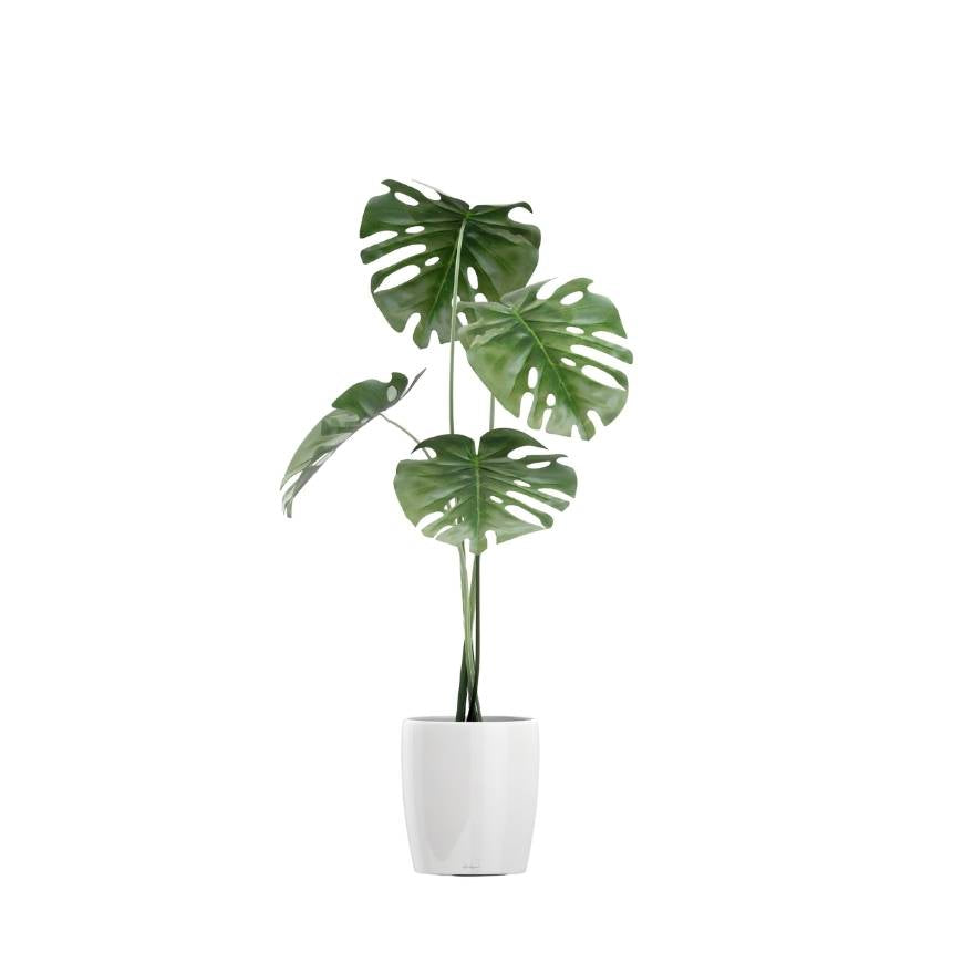 Decorative Indoor Potted Plant Collection