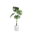 Decorative Indoor Potted Plant Collection