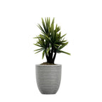 Decorative Indoor Potted Plant Collection
