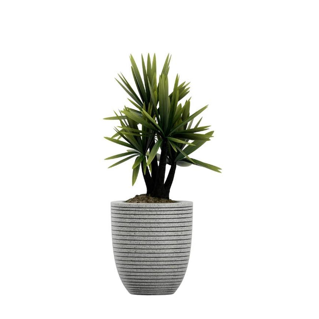 Decorative Indoor Potted Plant Collection Main Image