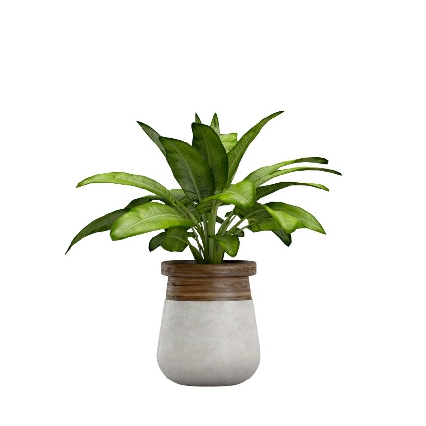 Decorative Indoor Potted Plant Collection