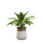 Decorative Indoor Potted Plant Collection
