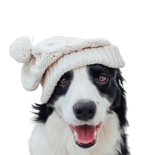 Cozy Cub Pet Beanie - StepByStep