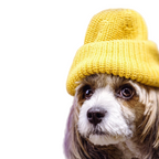 Cozy Cub Pet Beanie - StepByStep